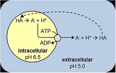 Stationary Lactococcus cremoris: Energetic State, Protein Synthesis Without Nitrogen and Their Effect on Survival